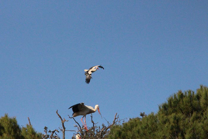 %_tempFileNameAlgarve06-Monchique-080%