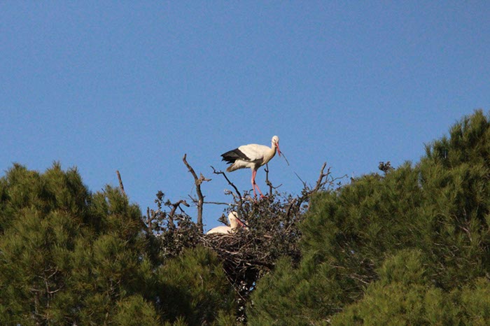 %_tempFileNameAlgarve06-Monchique-081%