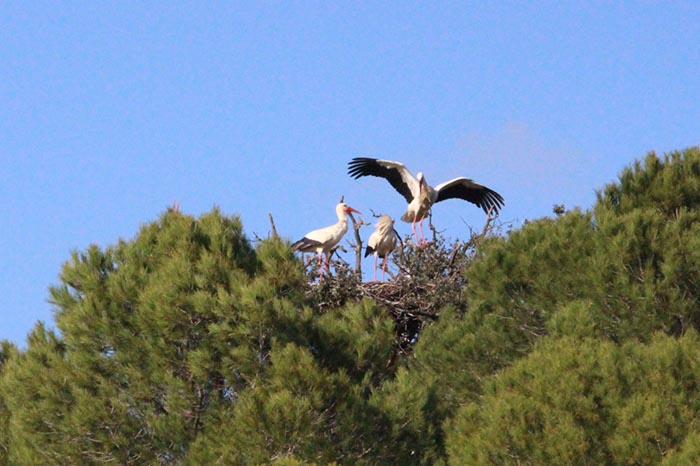 %_tempFileNameAlgarve06-Monchique-089%