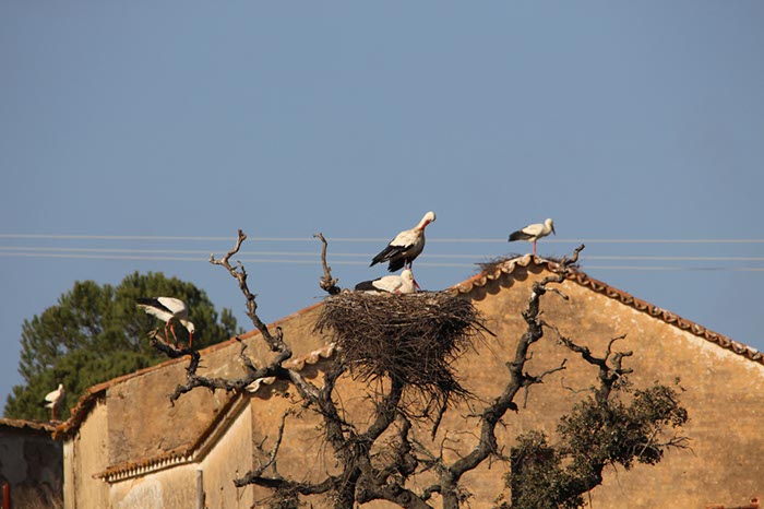 %_tempFileNameAlgarve06-Monchique-124%