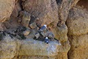 %_tempFileNameAlgarve03-Carvoeiro-22%