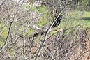 %_tempFileNameAlgarve06-Monchique-033%