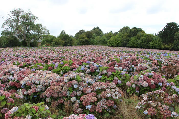 %_tempFileNameBretagne08-Beauport-18%
