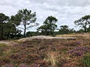 %_tempFileNameBretagne06-Rose%20graniet-02%