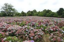 %_tempFileNameBretagne08-Beauport-18%