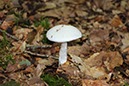 %_tempFileNameBretagne10-Lac%20de%20Guerledan-05%