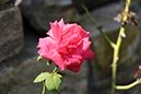 %_tempFileNameBretagne16-Larmor%20Baden-18%