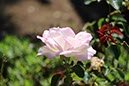 %_tempFileNameBretagne16-Larmor%20Baden-19%