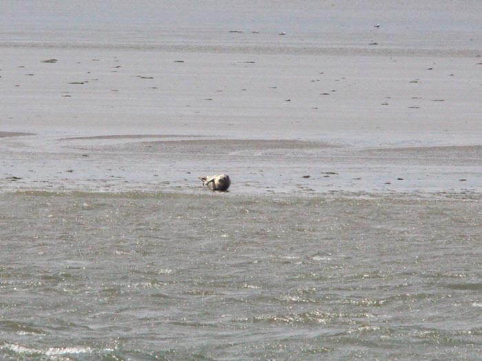 %_tempFileNameDLDK05-Langeoog-08-6%