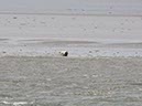 %_tempFileNameDLDK05-Langeoog-08-6%
