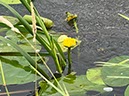 %_tempFileNameDLDK09-SkjernEnge-38%