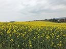 %_tempFileNameEifel07-Vussem-28%