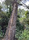 %_tempFileNameEvia08-Strogoli-11%