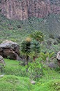 %_tempFileNameGC03-Bandama%20en%20StBrigida-15%