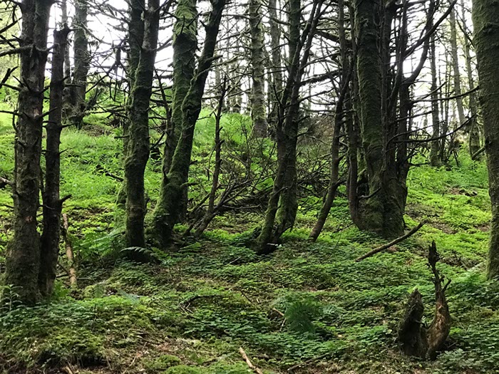 %_tempFileNameIerland-05%20Rostrevor%20Forest-29-1%