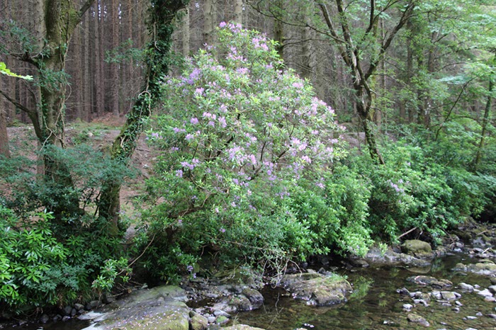 %_tempFileNameIerland-02%20Tollymore-16-1%