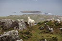 %_tempFileNameIerland-018%20Ennisbeg-06-1%