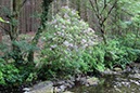 %_tempFileNameIerland-02%20Tollymore-16-1%