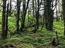 %_tempFileNameIerland-05%20Rostrevor%20Forest-29-1%