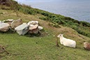 %_tempFileNameIerland-23%20Sheep's%20Head-70-1%