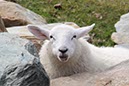 %_tempFileNameIerland-23%20Sheep's%20Head-72-1%