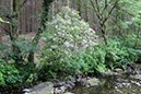 %_tempFileNameIerland-02%20Tollymore-16-1%