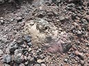 %_tempFileNameLan04-Timanfaya%20national%20parc-27%