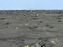 %_tempFileNameLan04-Timanfaya%20national%20parc-32%