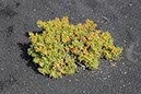 %_tempFileNameLan04-Timanfaya%20national%20parc-33%