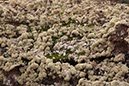 %_tempFileNameLan05-Caldera%20Colorado-10%