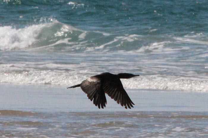 %_tempFileNameAus17-09%20Maroochydore-16%