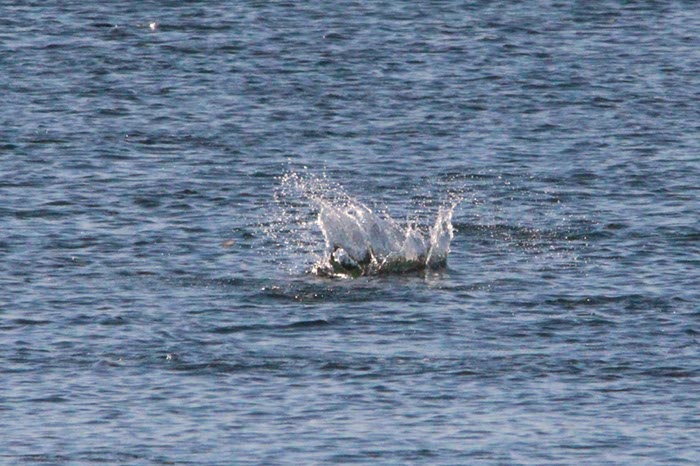 %_tempFileNameAus17-09%20Maroochydore-54%