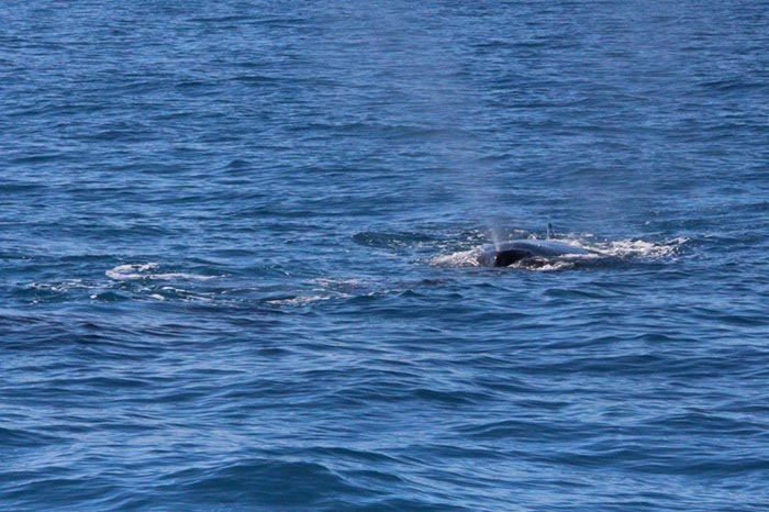 %_tempFileNameAus17-14%20Whale%20Watch-017%