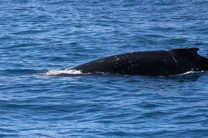 %_tempFileNameAus17-14%20Whale%20Watch-021%