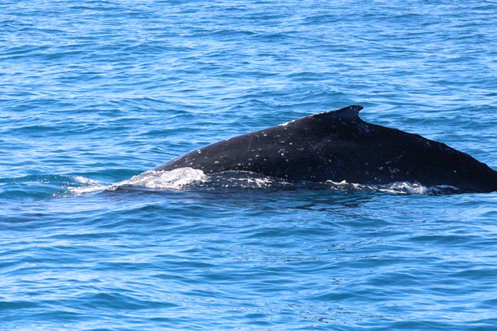 %_tempFileNameAus17-14%20Whale%20Watch-022%