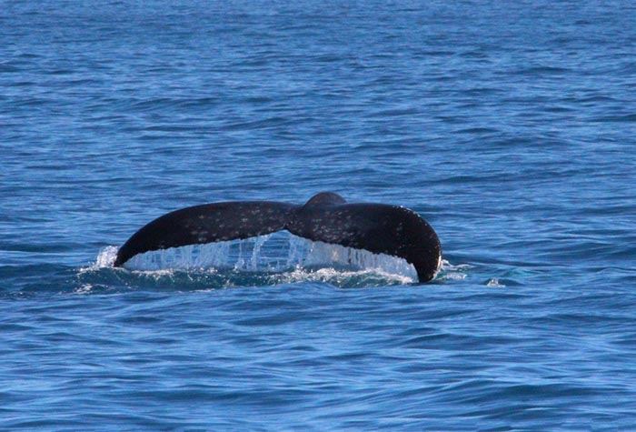 %_tempFileNameAus17-14%20Whale%20Watch-026%