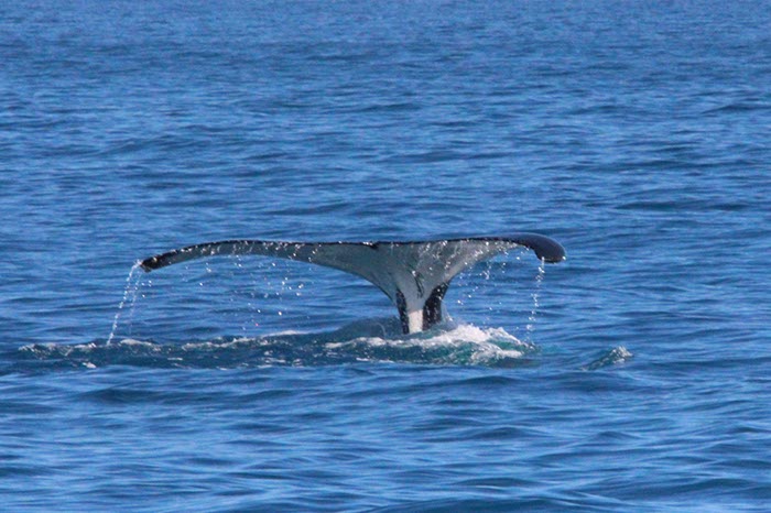 %_tempFileNameAus17-14%20Whale%20Watch-027%