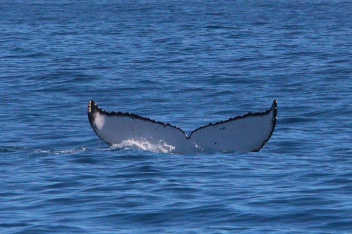 %_tempFileNameAus17-14%20Whale%20Watch-030%