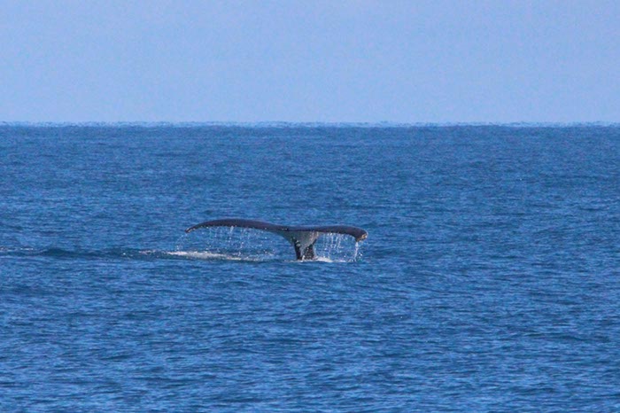 %_tempFileNameAus17-14%20Whale%20Watch-037%