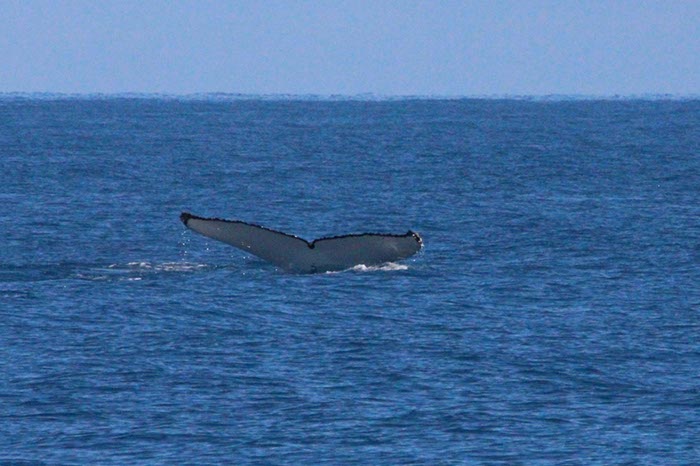 %_tempFileNameAus17-14%20Whale%20Watch-038%