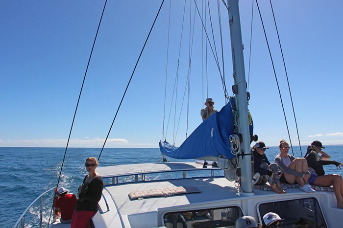 %_tempFileNameAus17-14%20Whale%20Watch-040%