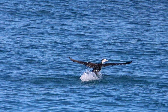 %_tempFileNameAus17-14%20Whale%20Watch-043%