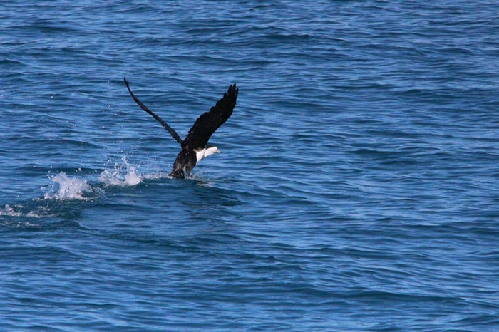 %_tempFileNameAus17-14%20Whale%20Watch-044%