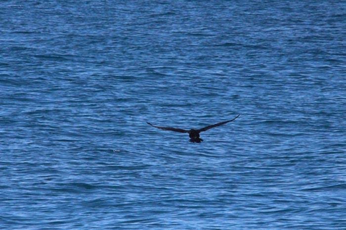 %_tempFileNameAus17-14%20Whale%20Watch-049%