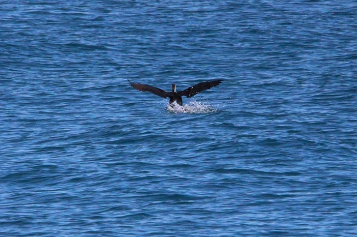 %_tempFileNameAus17-14%20Whale%20Watch-050%