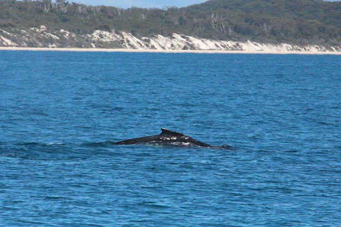 %_tempFileNameAus17-14%20Whale%20Watch-052%