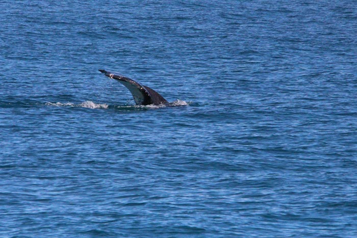 %_tempFileNameAus17-14%20Whale%20Watch-054%