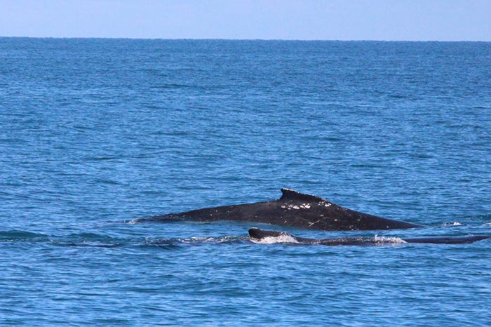 %_tempFileNameAus17-14%20Whale%20Watch-073%