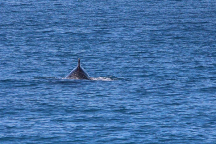 %_tempFileNameAus17-14%20Whale%20Watch-078%