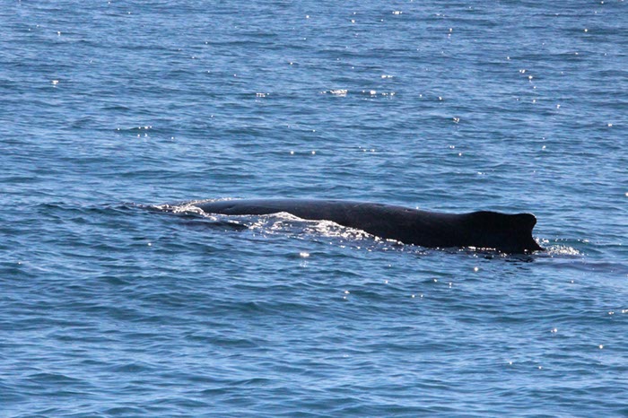 %_tempFileNameAus17-14%20Whale%20Watch-080%